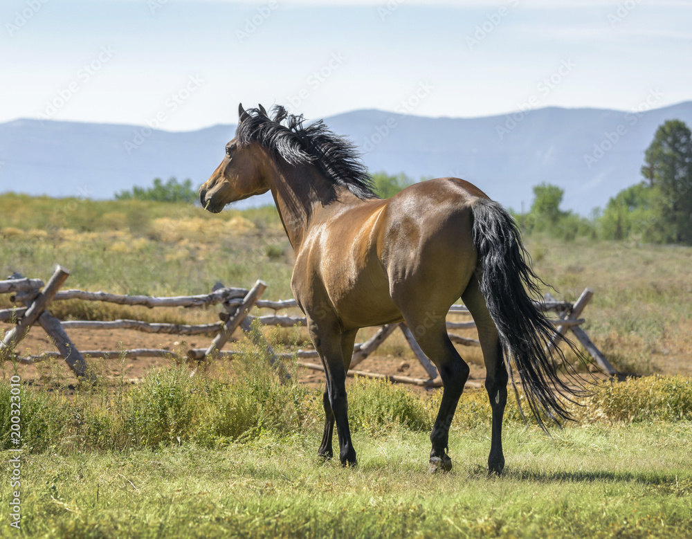 Fototapeta premium Morgan horse stallion trots