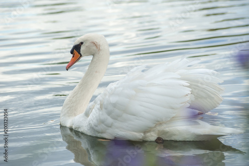 Fototapeta Naklejka Na Ścianę i Meble -  white swan swimming in pond