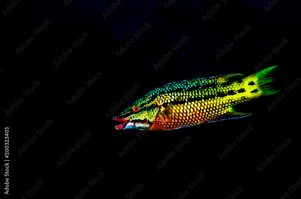 Fototapeta premium Mexican Hogfish (Bodianus diplotaena). reefs of the Sea of Cortez, Pacific ocean. Cabo Pulmo, Baja California Sur, Mexico. The world's aquarium.