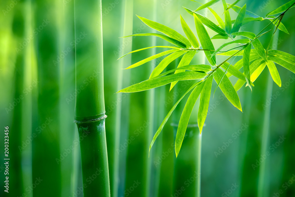 Naklejka premium Bambusowy las