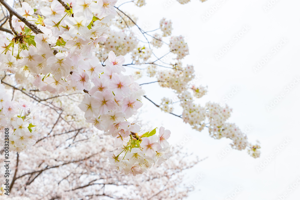 新横浜公園の桜 新横浜公園の桜