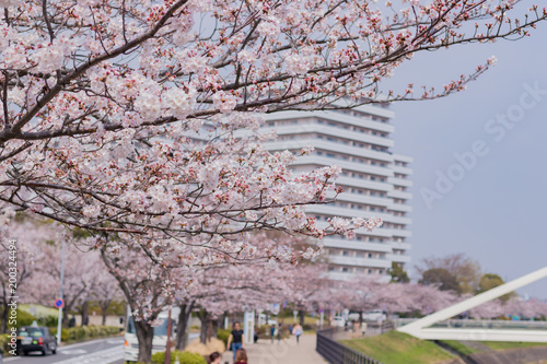 Wallpaper Mural 新横浜公園の桜 Torontodigital.ca