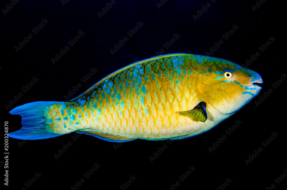 Obraz premium parrotfish, feeding in a shipwreck at night. reefs of the Sea of Cortez, Pacific ocean. Cabo Pulmo, Baja California Sur, Mexico.
