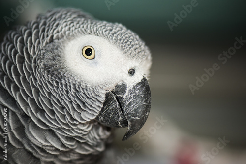 Close up of an African Grey Parrot