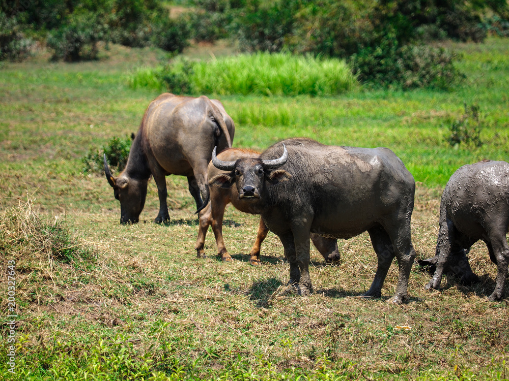 Thailand's water buffalo on grass field at noon. selective focus Thailand's water buffalo on grass field at noon. selective focus