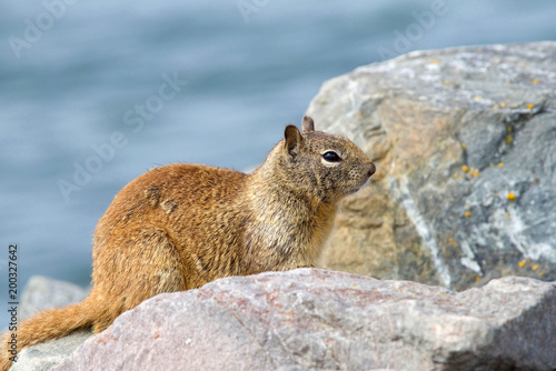 One brown ground squirrel crouched in coastal rocks. California ground squirrels are often regarded as a pest in gardens and parks  since they will eat ornamental plants and trees.