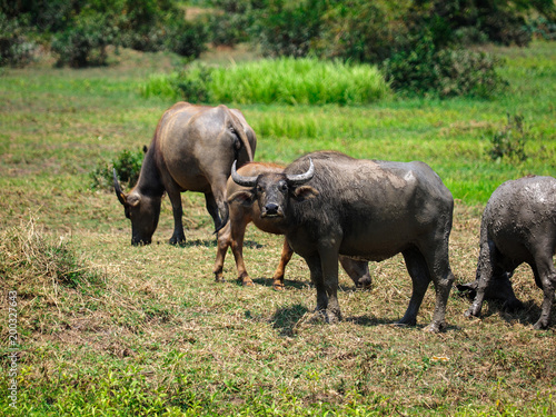 Thailand s water buffalo on grass field at noon. selective focus