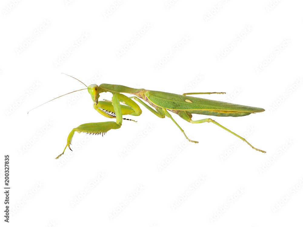 Green mantis isolated on white background with clipping path