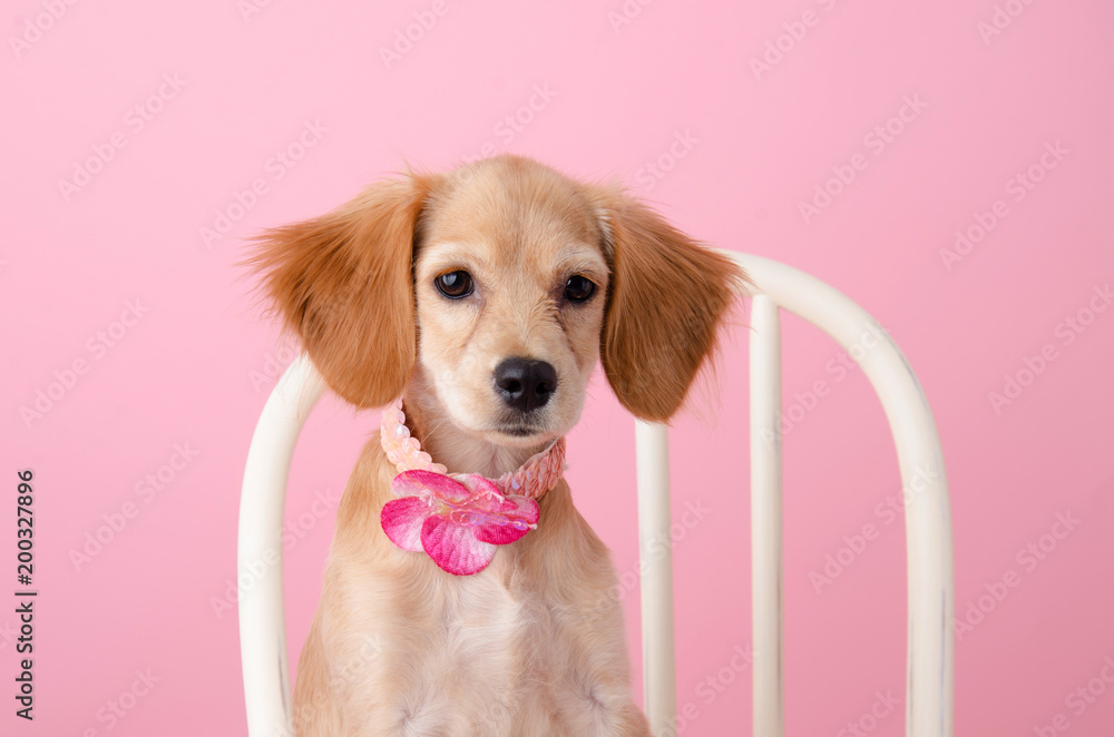 Darling Golden Cocker Spaniel Puppy with Sequin Collar