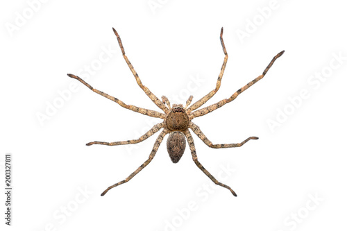 Close-up photo of asian wolf spider isolated on white background. © Choo