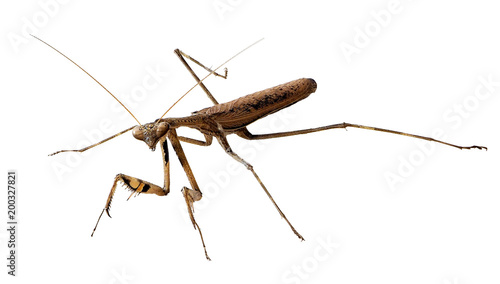 Closeup image of brown mantis. Mantis isolated with clipping path on white background. Soothsayer or mantis insect. Mantodea from tropical nature. Mantis isolated