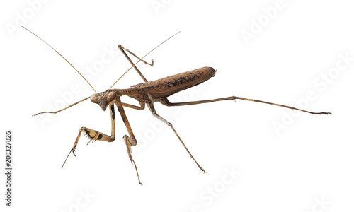 Closeup image of brown mantis. Mantis isolated with clipping path on white background. Soothsayer or mantis insect. Mantodea from tropical nature. Mantis isolated © Choo