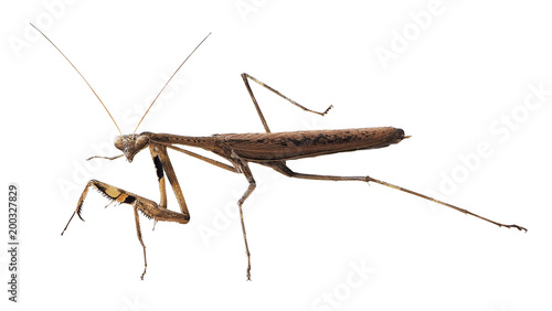 Closeup image of brown mantis. Mantis isolated with clipping path on white background. Soothsayer or mantis insect. Mantodea from tropical nature. Mantis isolated © Choo