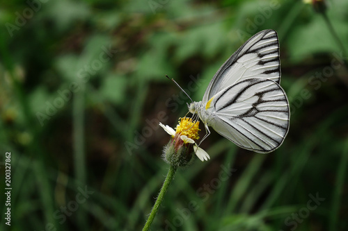 Closeup white butterfly (Prioneris philonome) on flower(Coatbuttons. Mexican daisy) blurred background. © Choo