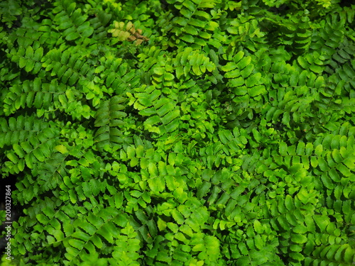 Top view fresh green small long zigzag border leaf, black branch, tropical fern plant (Adiantum trapeziforme) dense bush field, with some yellow withered shoot, dark night background