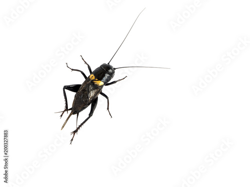 Cricket Black insect backside isolated on white background © Choo