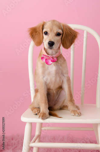 Precious Cocker Spaniel Puppy Wearing Sequin Collar 