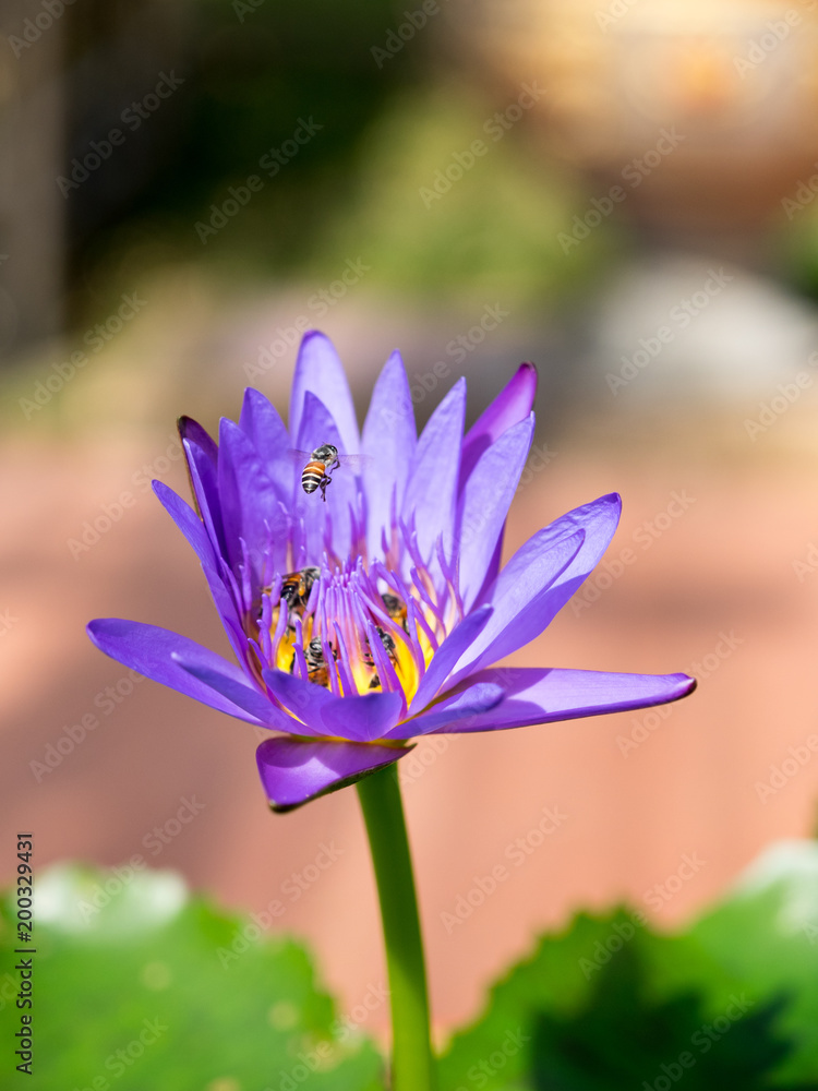 bee flying into purple lotus flower bee flying into purple lotus flower