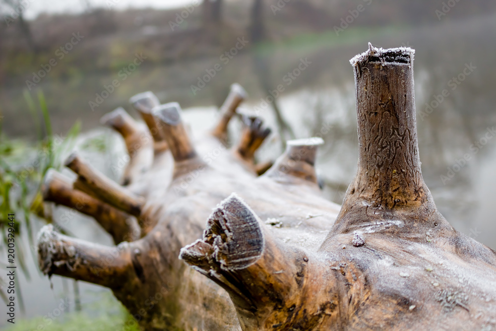 Naklejka premium The old log nailed to the river bank 