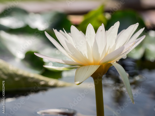 Beautiful white waterlily or lotus flower in pond selective focus