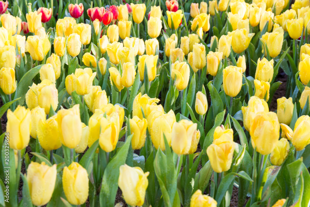 Obraz premium Yellow tulips flower.