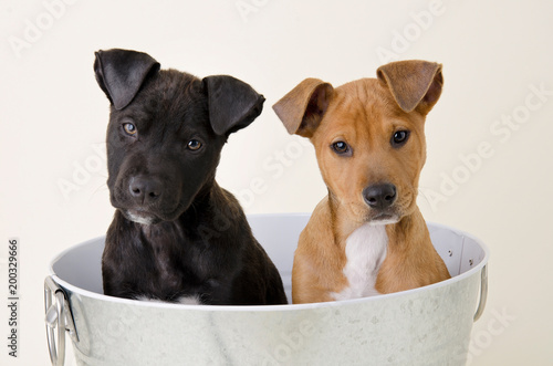 Two Adorable Pit Bull Puppies in a Tub