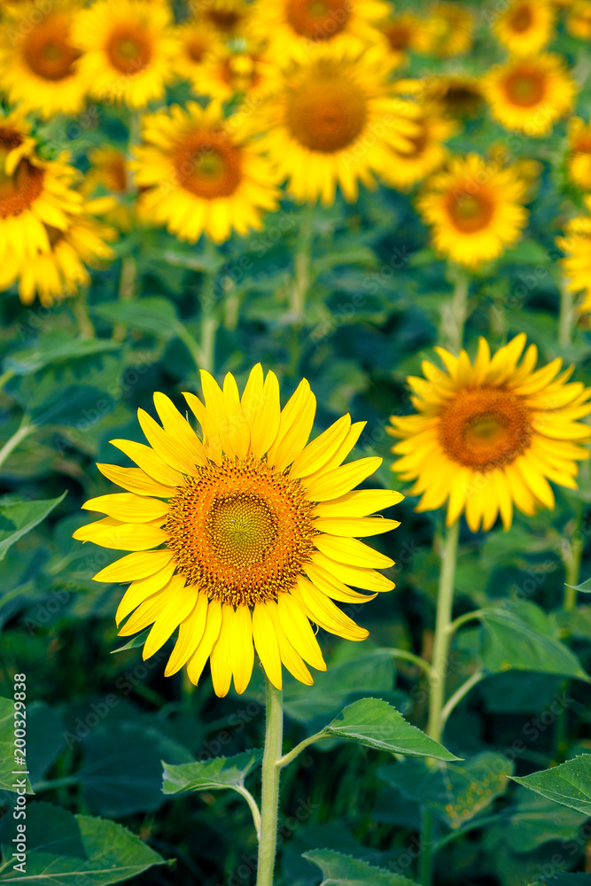Sunflower field Background with selective focus Sunflower field Background with selective focus
