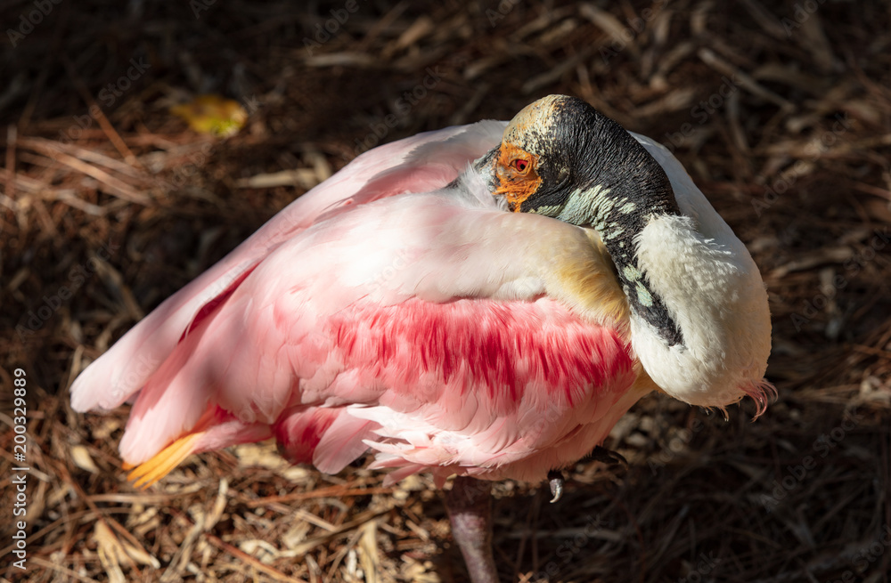 Naklejka premium napping roseate spoonbill has spotted you coming closer