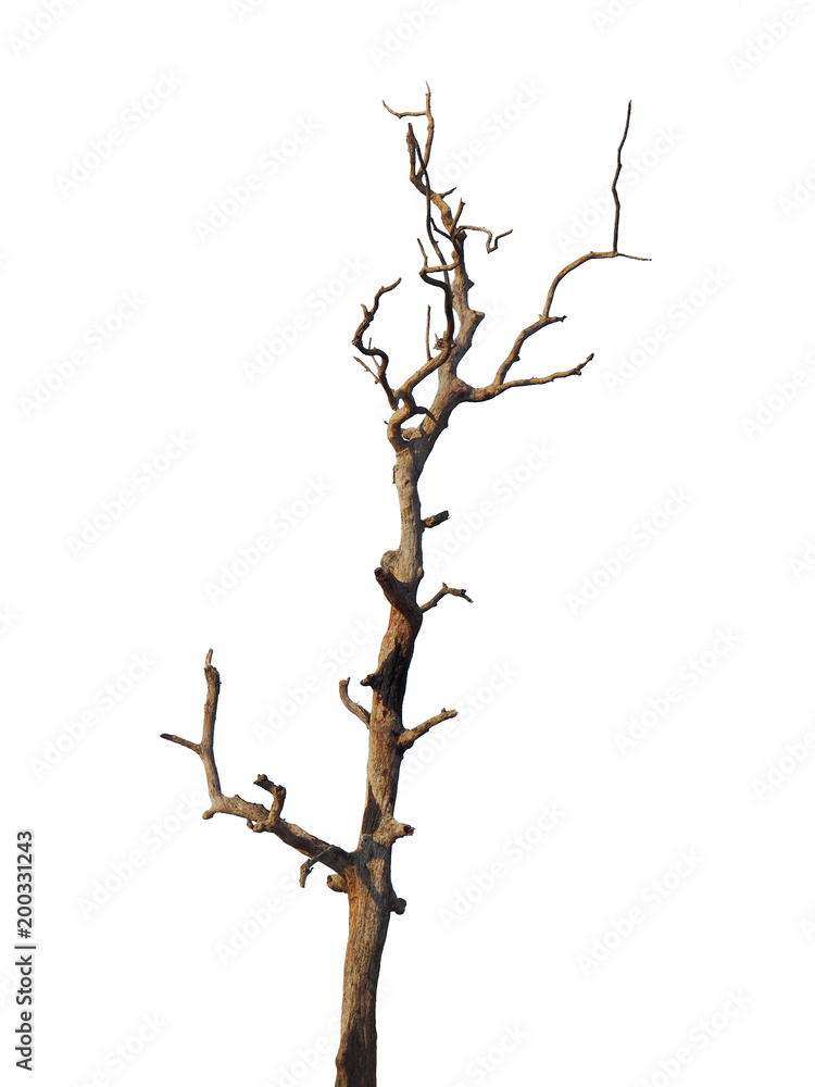 Fototapeta premium death tree isolated on white with clipping path