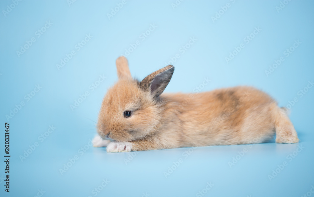 Yong small new born rabbit on blue background