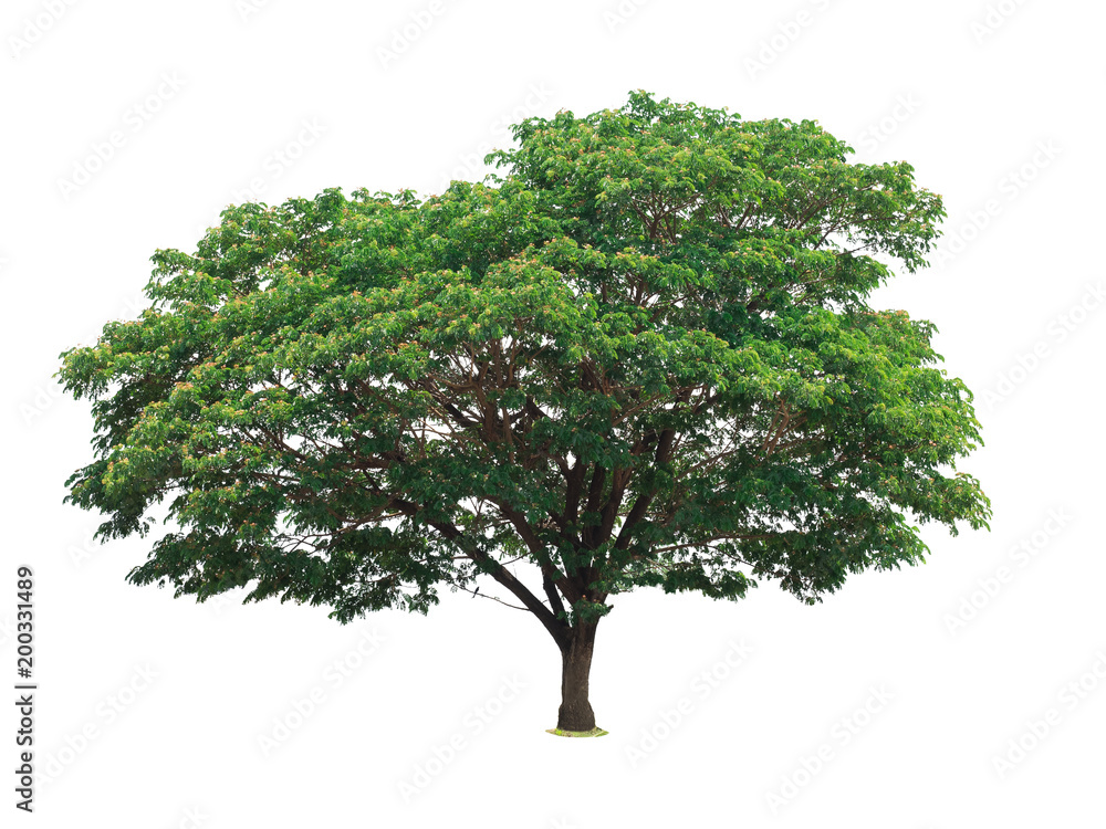 Obraz premium Trees isolated on white background