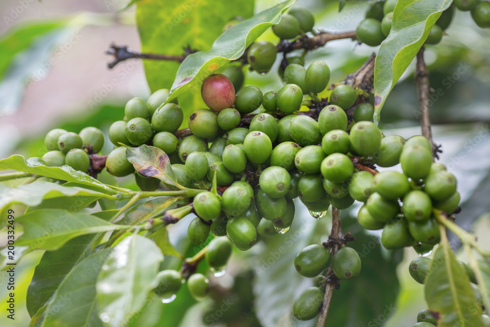 Coffee beans ripening on tree in North Vietnam,area of Dalat city Coffee beans ripening on tree in North Vietnam,area of Dalat city