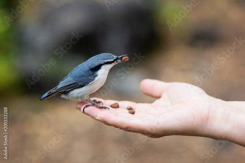 nuthatch on the hand in the park © Kira
