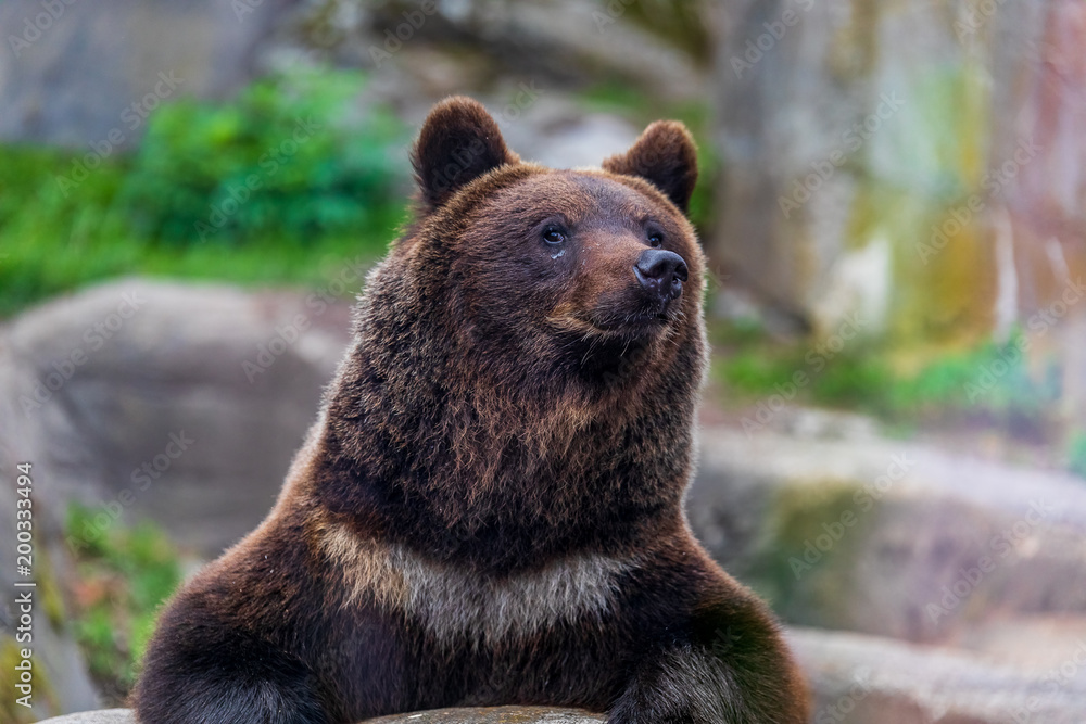 Close up of a big brown bear ursus arctos Close up of a big brown bear ursus arctos
