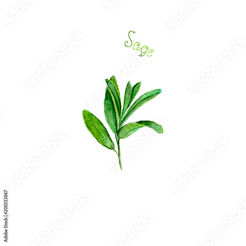 Sage herb spice isolated on...