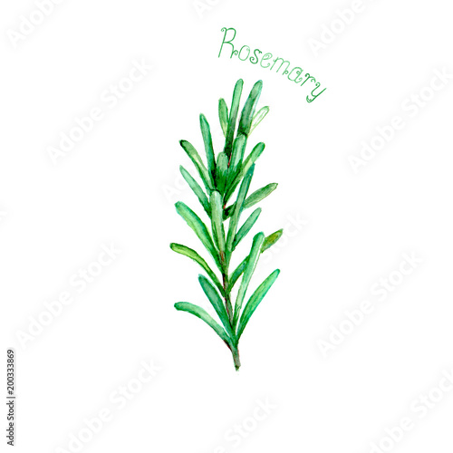 Rosemary herb spice isolate...