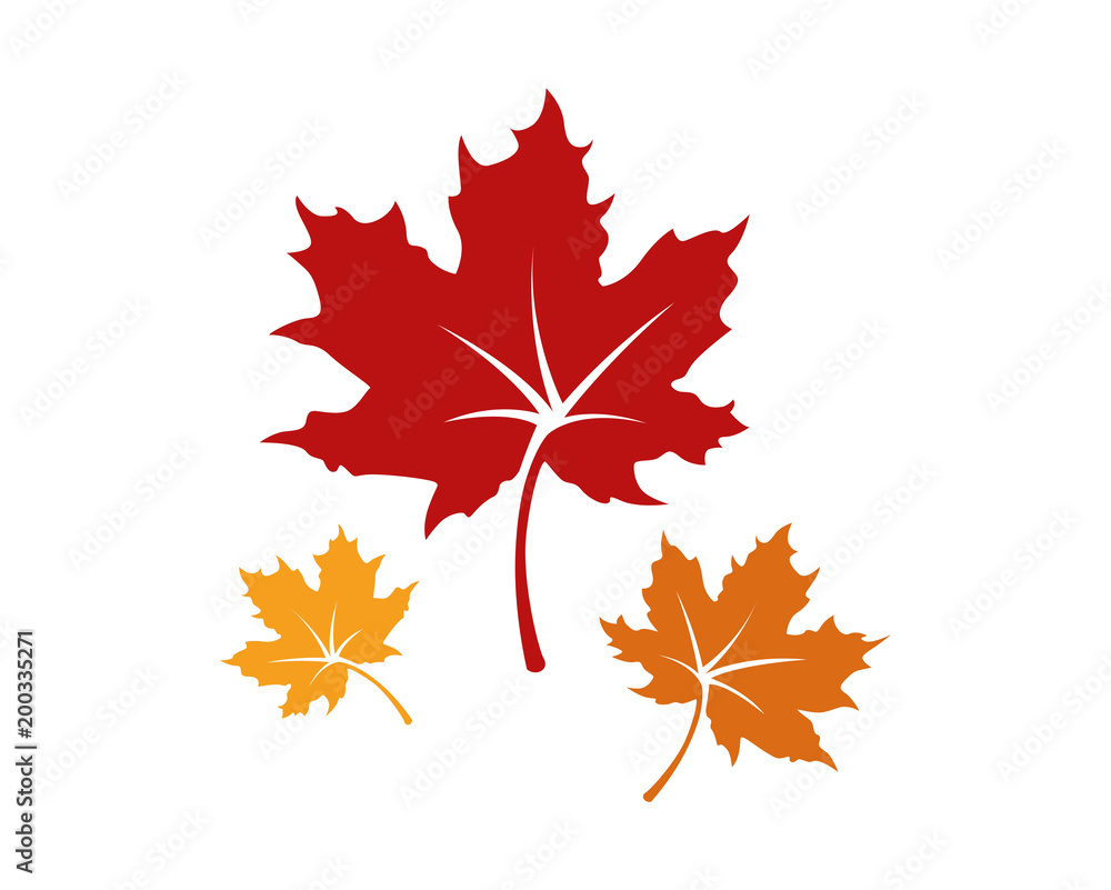 Fototapeta premium Set Realistic Red Maple Leaves, Nature Leaf