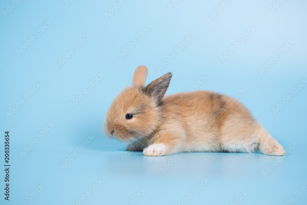 Yong small new born rabbit on blue background