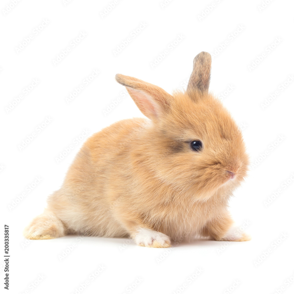 Baby rabbit 1 month old on white background Baby rabbit 1 month old on white background