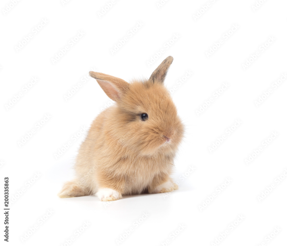 Fototapeta premium Baby rabbit 1 month old on white background