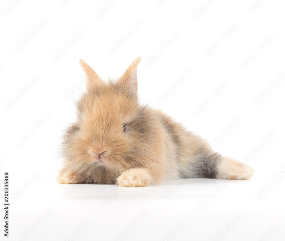 Baby rabbit 1 month old on white background Baby rabbit 1 month old on white background