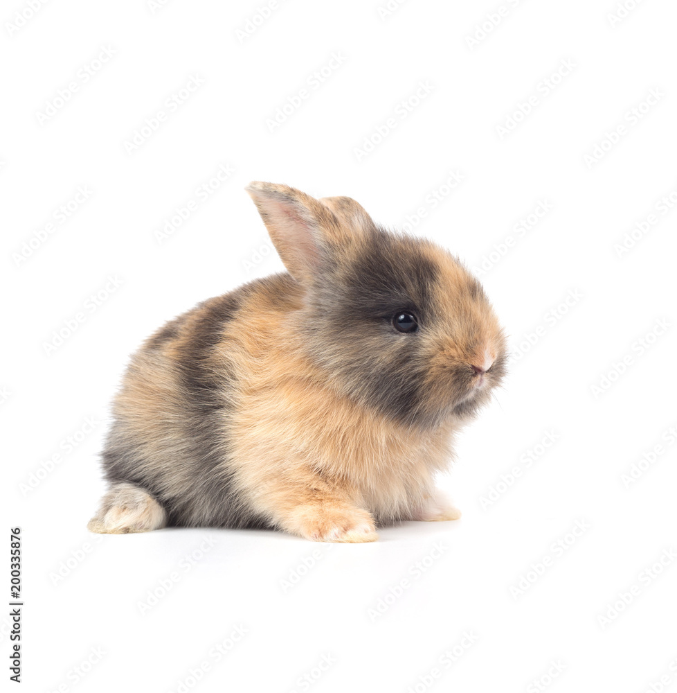 Baby rabbit 1 month old on white background Baby rabbit 1 month old on white background