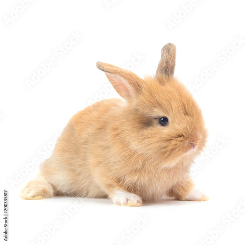 Baby rabbit 1 month old on white background