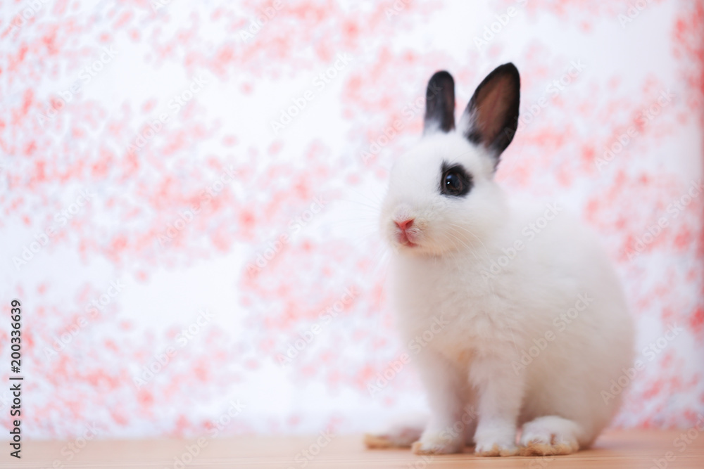 Obraz premium Netherlands Dwarf little adorable white rabbit with black ear and dark circle eyes on wood table. Cute small ND bunny for Easter concept