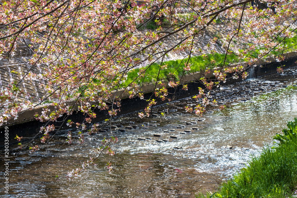 Fototapeta premium Cherry blossoms and flower rafts along the river of Funabashi City, Chiba Prefecture, Japan