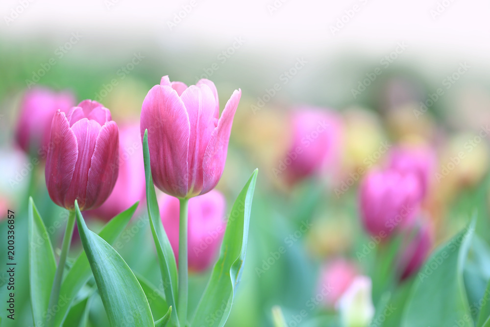 Beautiful pink tulips with green leaf in the garden with blurred many flower as background  of colorful blossom flower in the park in Chiang Rai