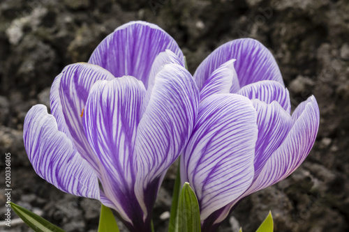Εκτύπωση καμβά Purple flowers crocus anneal.