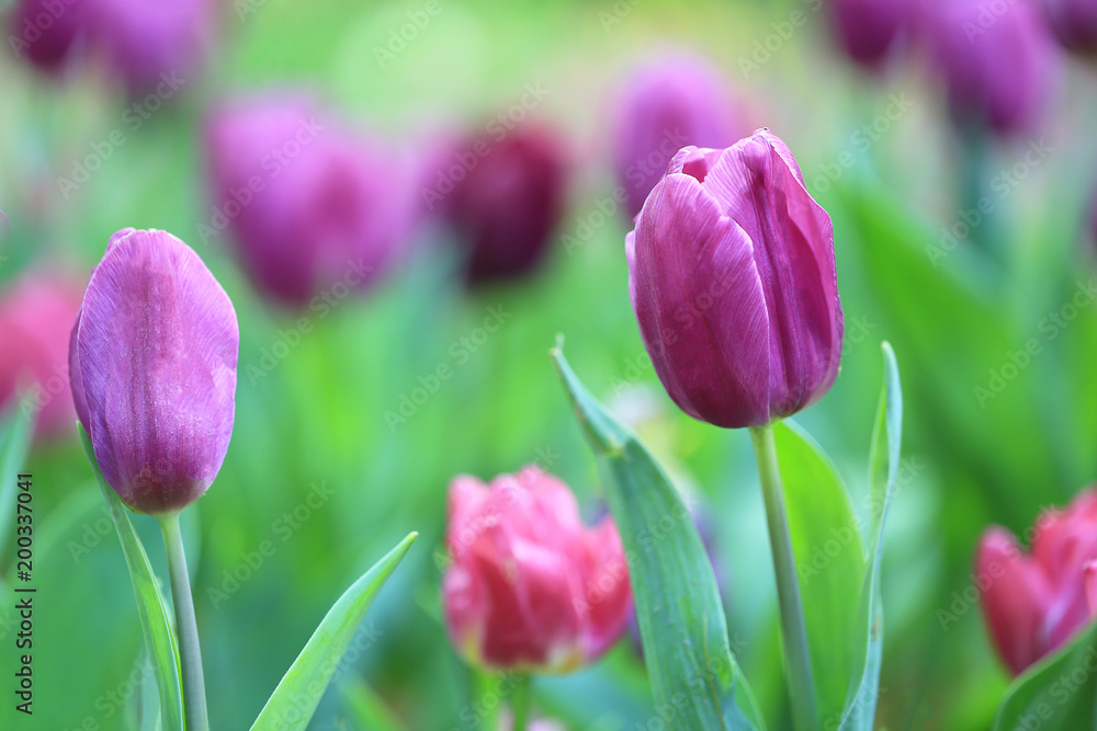Beautiful pink tulips with green leaf in the garden with blurred many flower as background of colorful blossom flower in the park in Chiang Rai Beautiful pink tulips with green leaf in the garden with blurred many flower as background of colorful blossom flower in the park in Chiang Rai