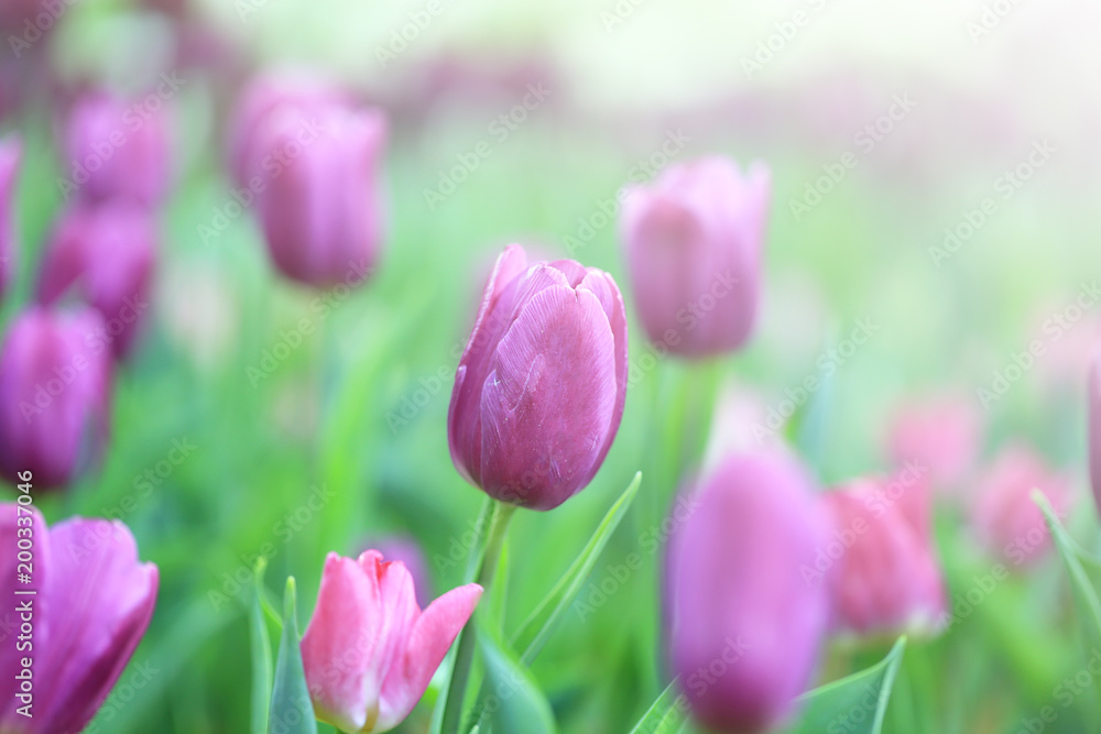 Beautiful pink tulips with green leaf in the garden with blurred many flower as background  of colorful blossom flower in the park in Chiang Rai