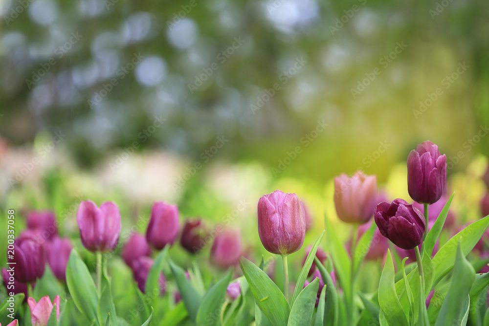 Beautiful pink tulips with green leaf in the garden with blurred many flower as background  of colorful blossom flower in the park in Chiang Rai